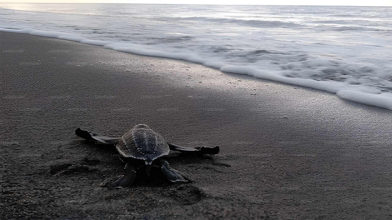 Baby Turtle Release from Induruwa