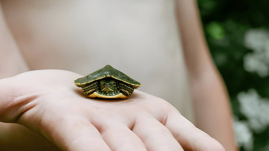 Baby Turtle Release from Habaraduwa