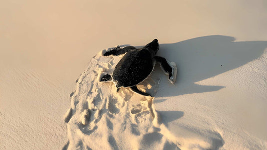 Baby Turtle Release from Bentota