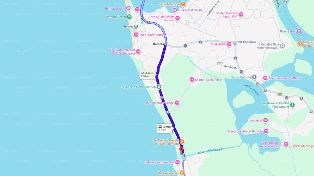 Sköldpaddungar släpps ut från Bentota