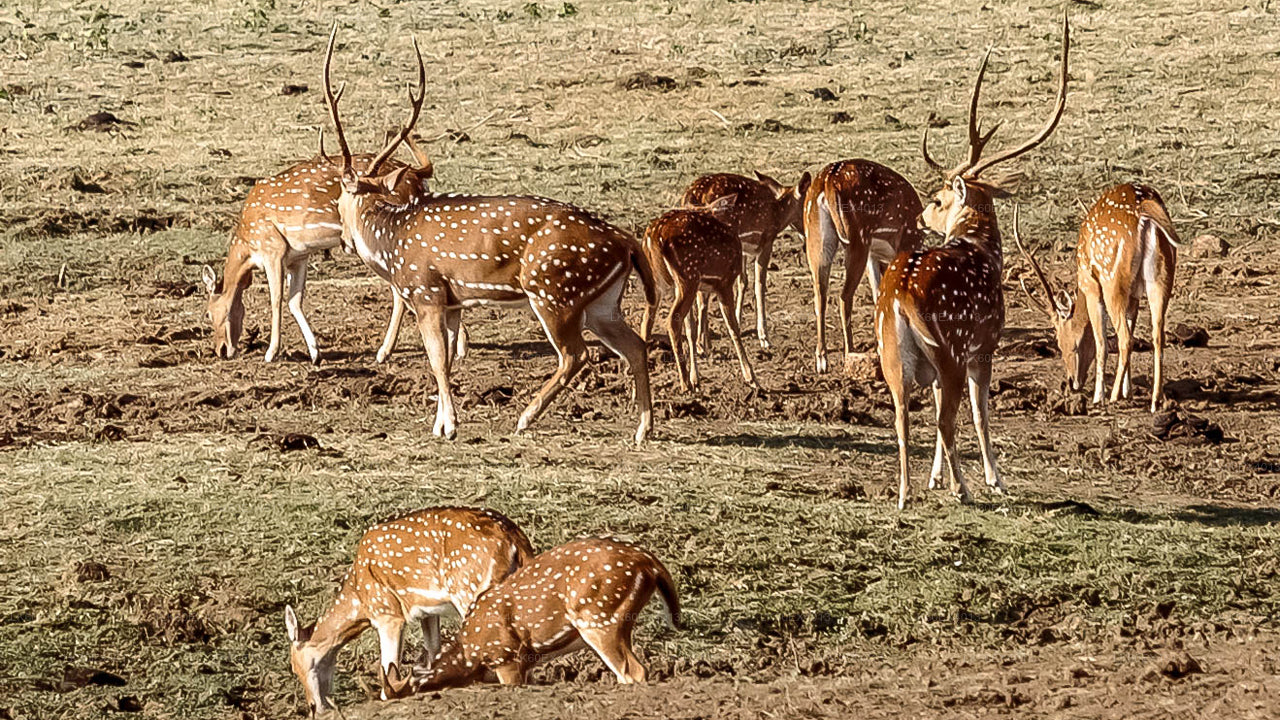 Privat rundtur från Mirissa till Ella med Udawalawe Safari