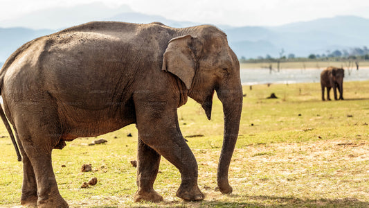 Privat rundtur från Mirissa till Ella med Udawalawe Safari