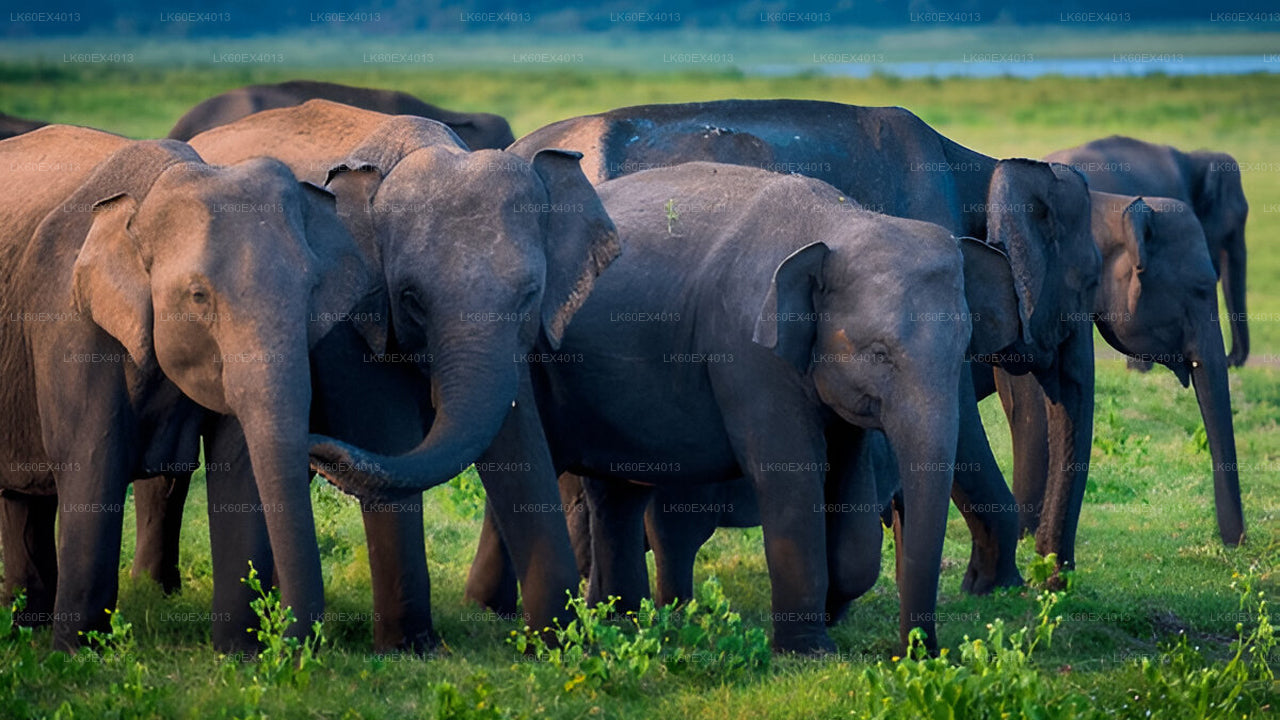 Privat rundtur från Mirissa till Ella med Udawalawe Safari