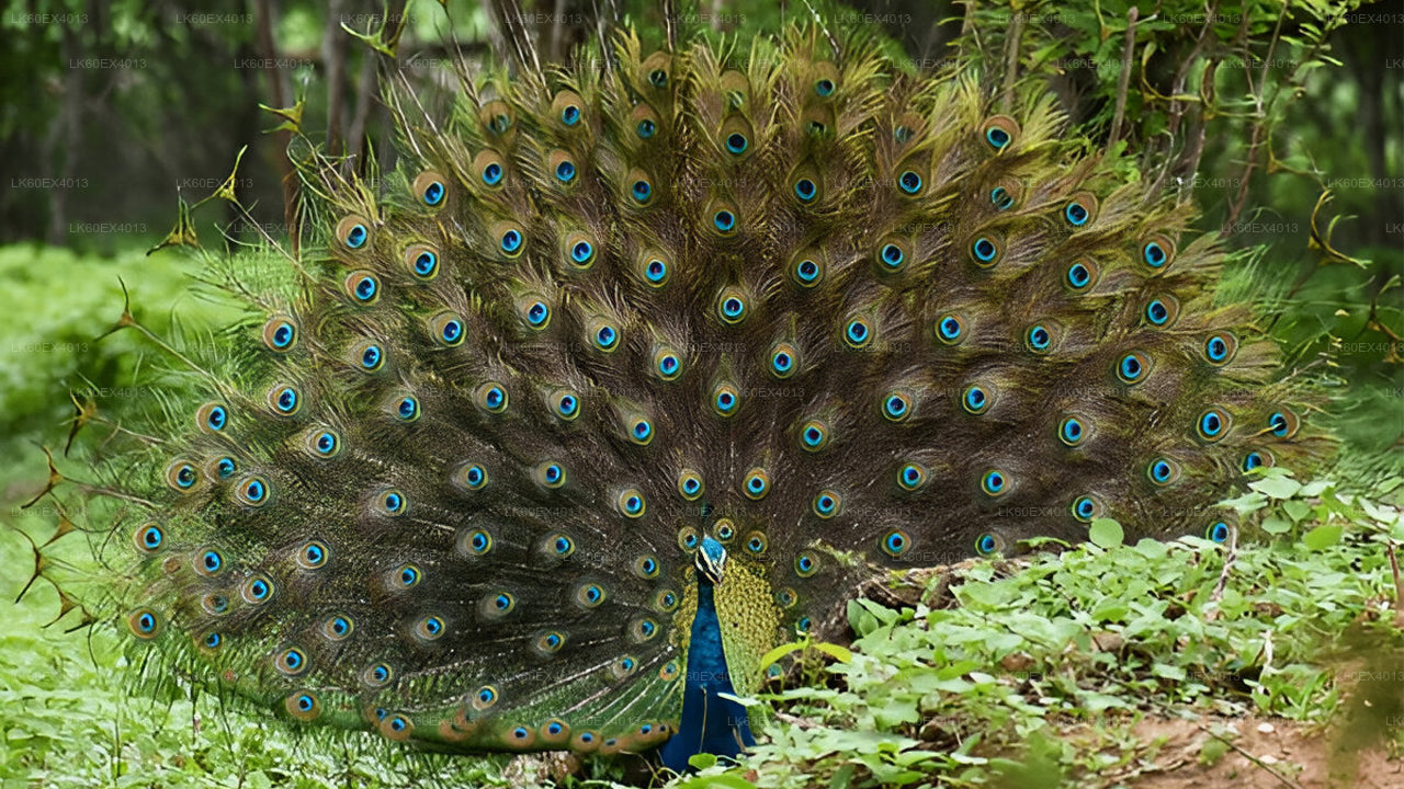 Privat rundtur från Mirissa till Ella med Udawalawe Safari