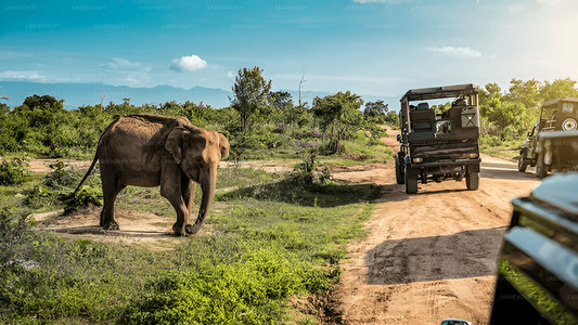 Privat rundtur från Ella till Mirissa med Udawalawe Safari
