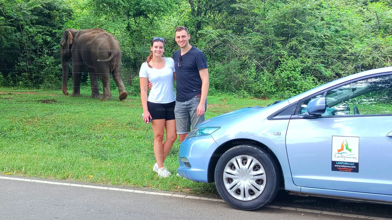 Privat rundtur från Ella till Mirissa med Udawalawe Safari