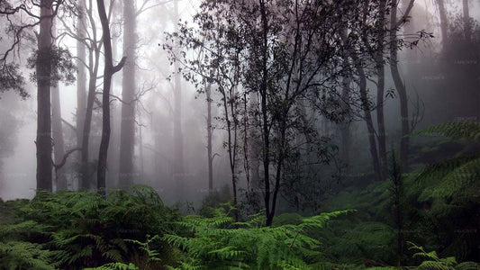 Äventyrstur i Sinharajas regnskog