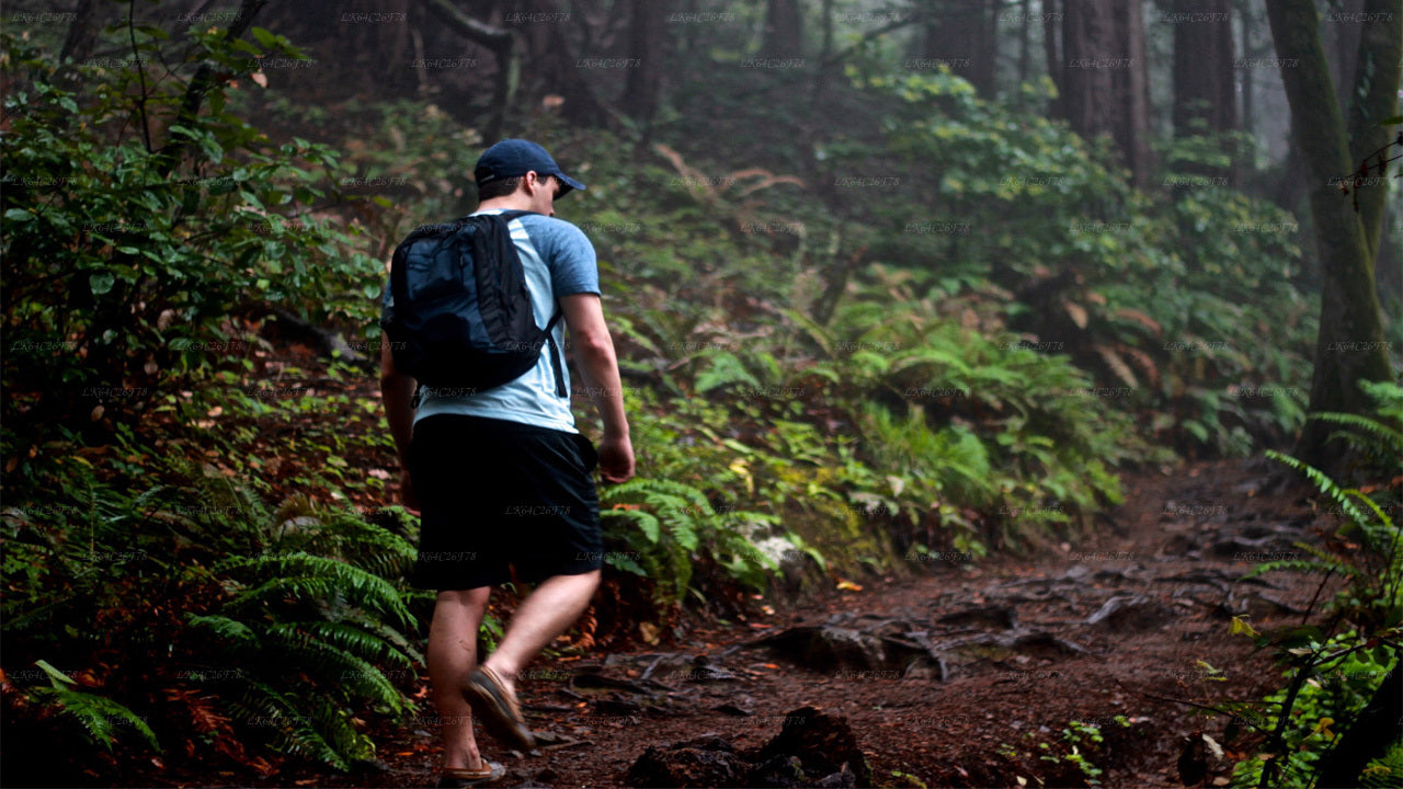 Äventyrstur i Sinharajas regnskog