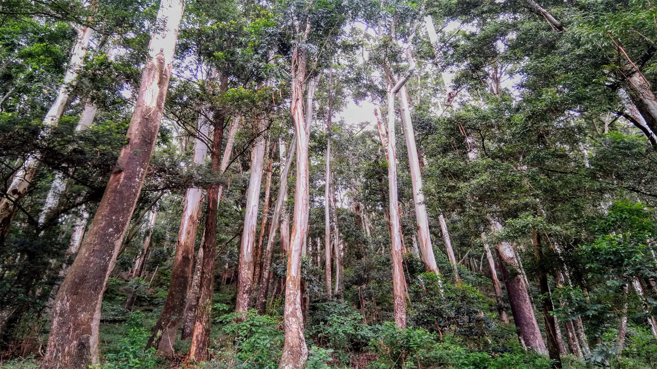 Utforska Sinharaja regnskog (halvdag)