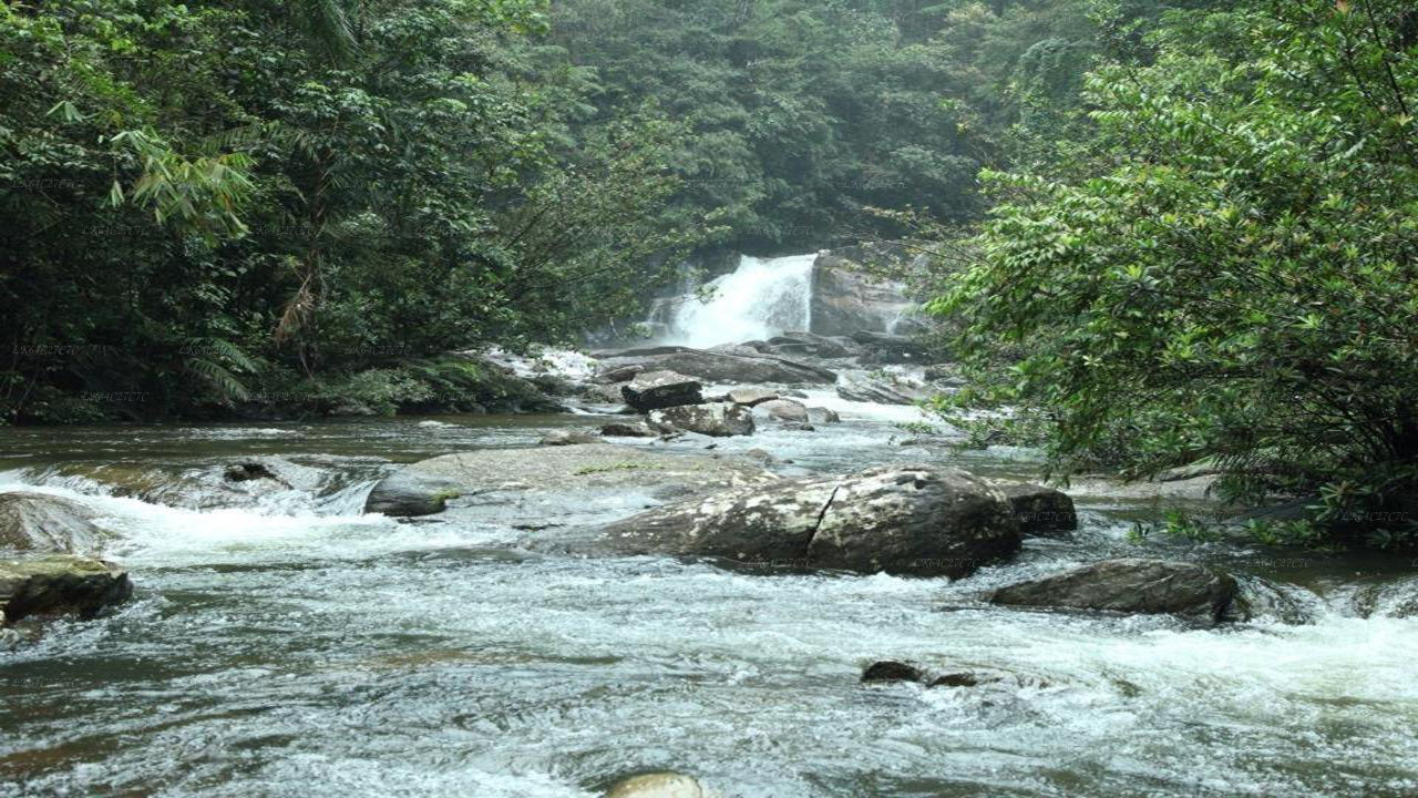 Utforska Sinharaja regnskog (halvdag)