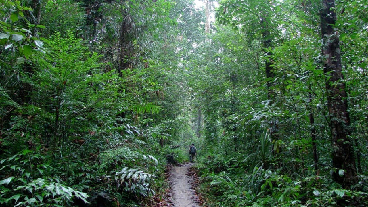 Vandring till Lejonklippan från Sinharaja regnskog