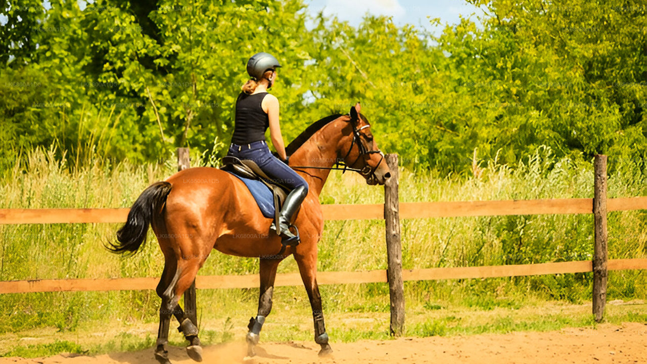 Horse Riding From Dambulla