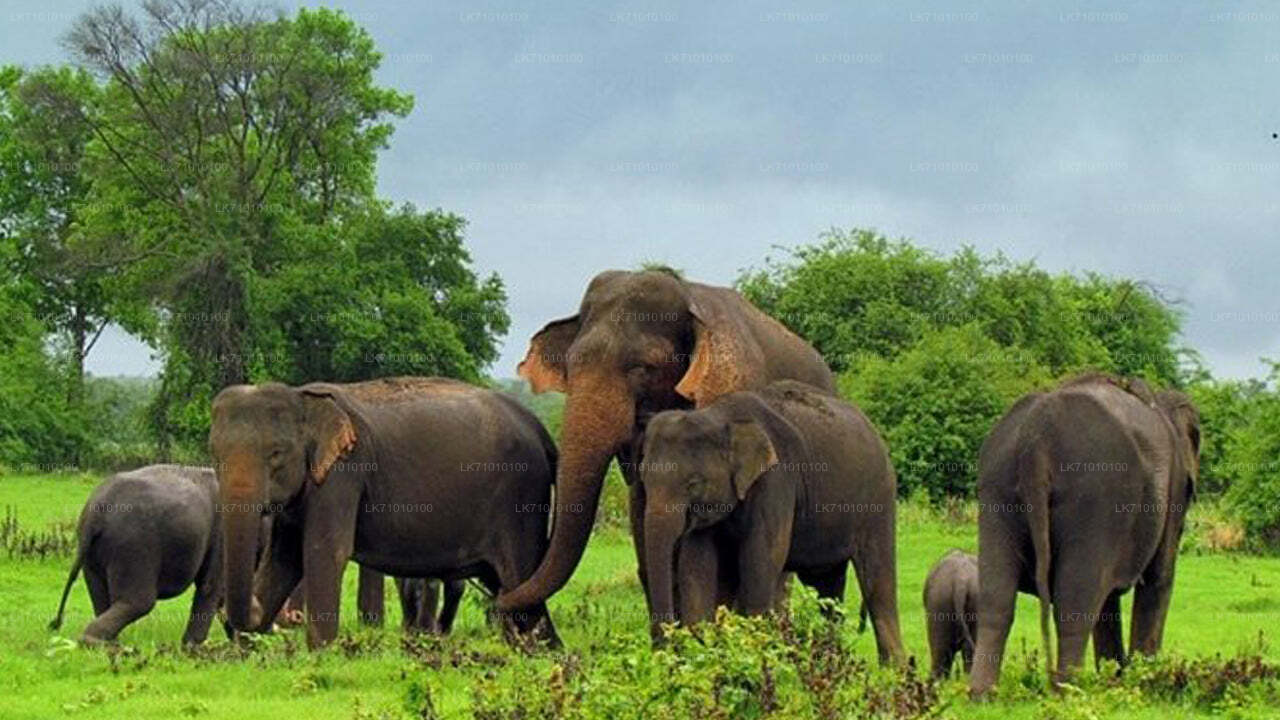 ALT text: "Herd of wild Asian elephants grazing on lush green grassland with trees in the background at a national park in Sri Lanka."