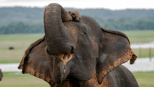 Elephant with a raised trunk in a natural setting