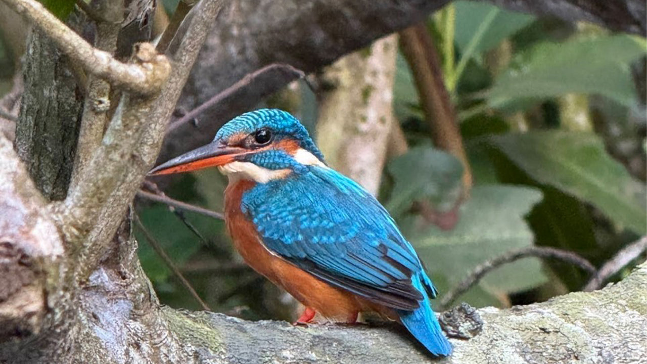 Bird Watching from Koggala Lake