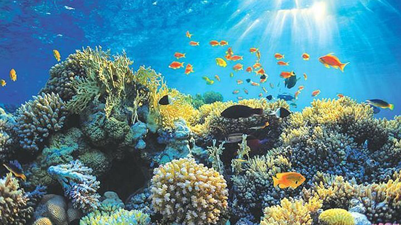 Glasbottenbåtstur från Hikkaduwa