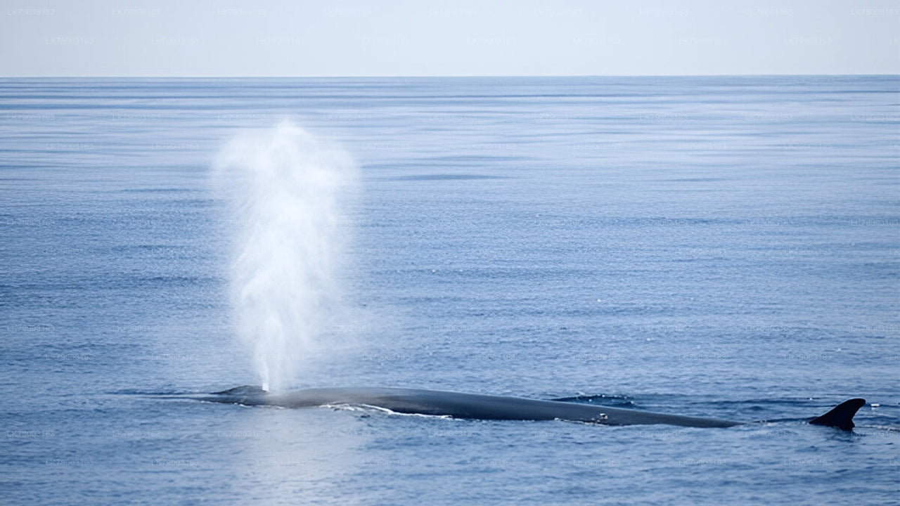 7 timmars privat valskådningskryssning från Mirissa