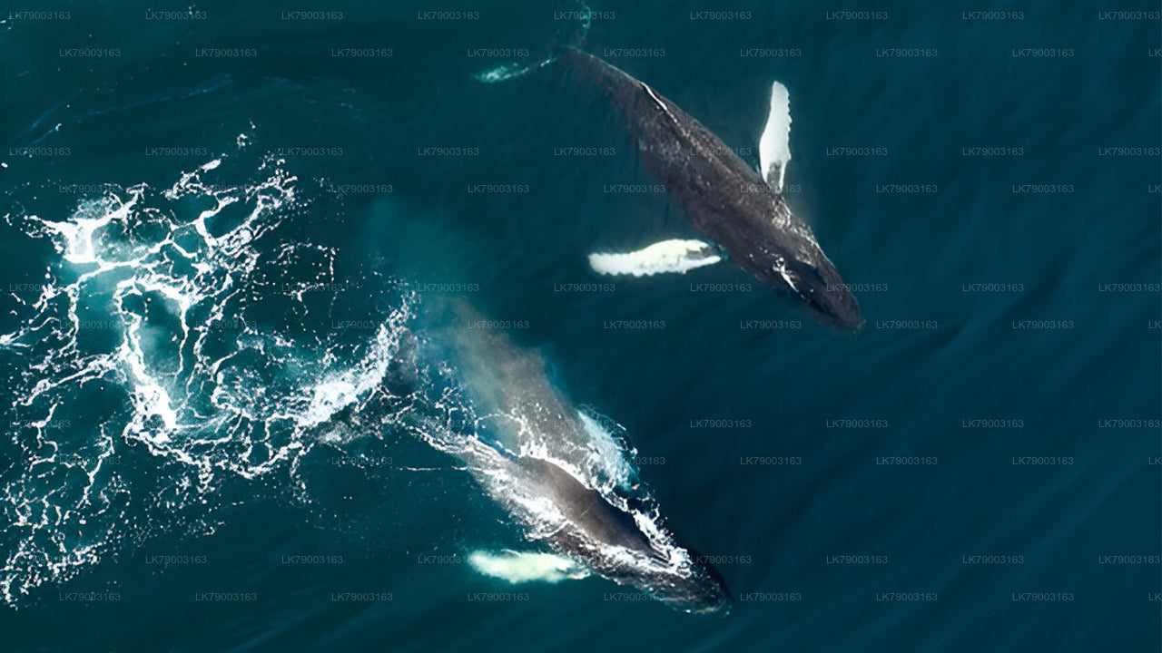 7 timmars privat valskådningskryssning från Mirissa