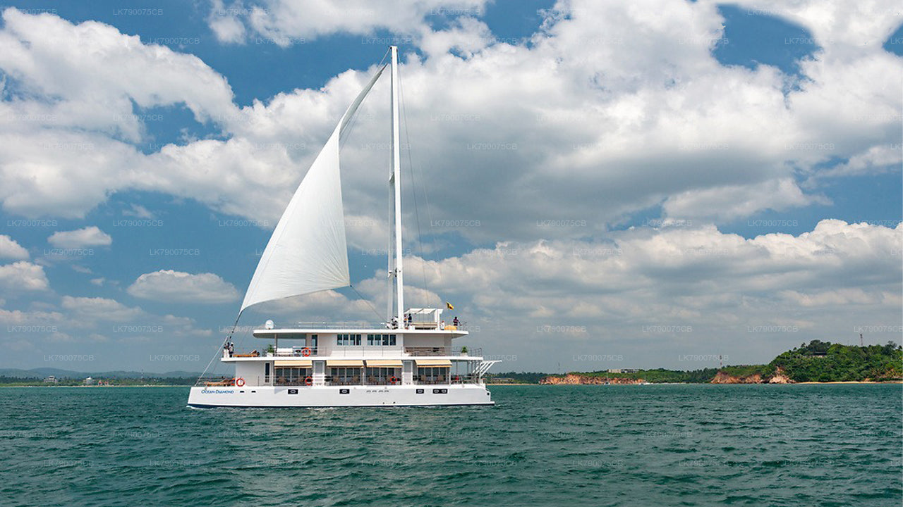 A catamaran sailboat with a white sail up, traveling on the open water with a clear blue sky and land in the background.