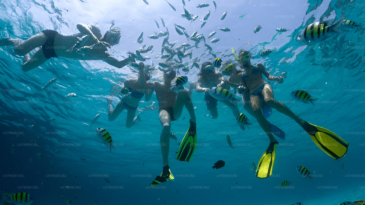 2-nätters kryssningsupplevelse från Mirissa med Ocean Diamond