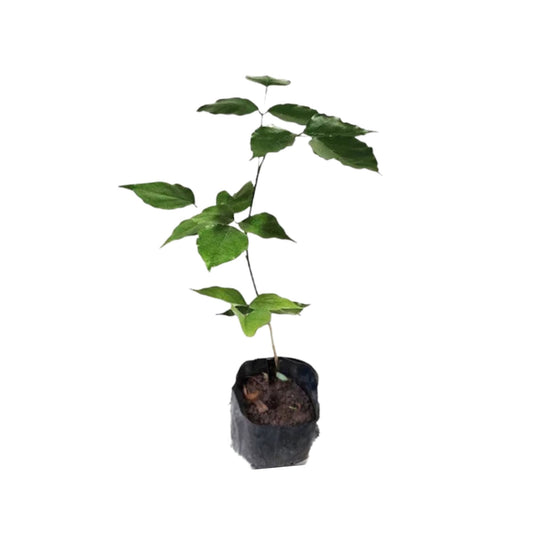 Lakpura® Indian Beech Tree (Magul Karada) Plant