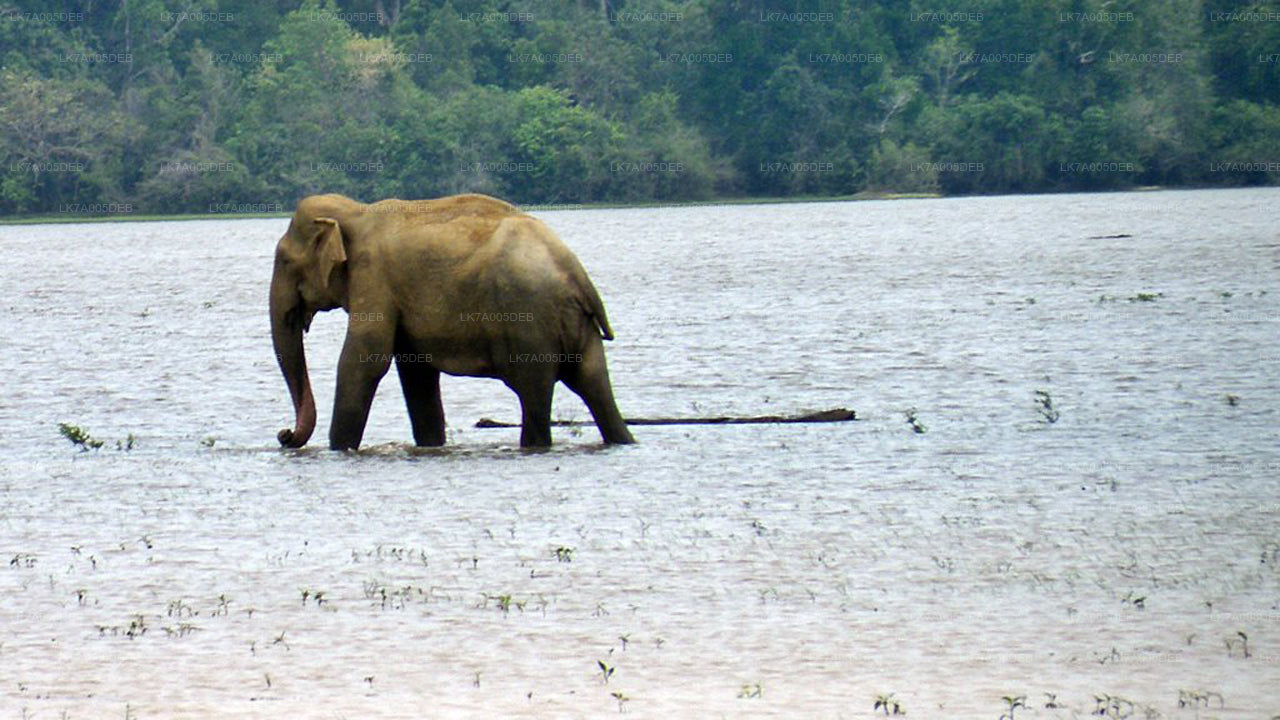 Lahugala Kitulana National Park Entrance Ticket