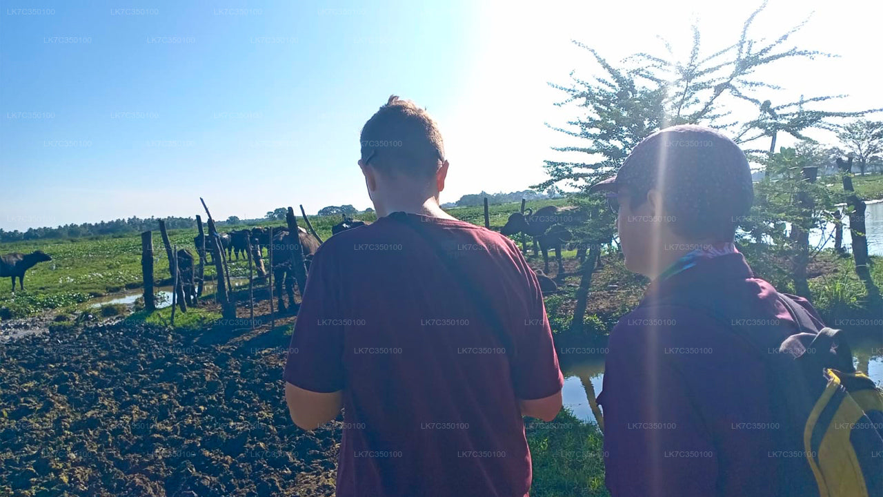 Curd Processing Erfarenhet från Tissamaharama