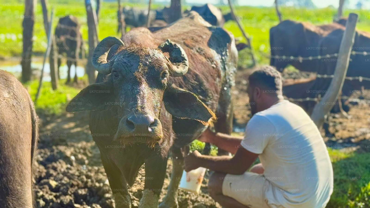 Curd Processing Erfarenhet från Tissamaharama