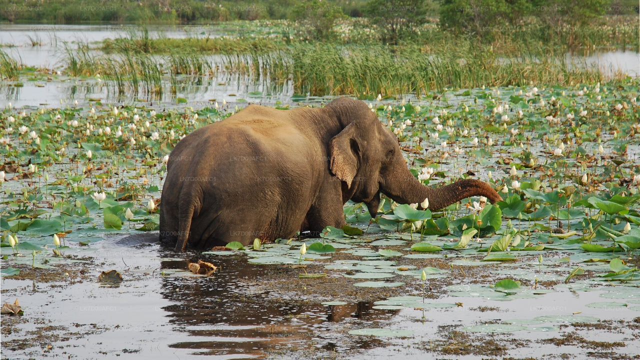 Pottuvil Lagoon Tour by Raft