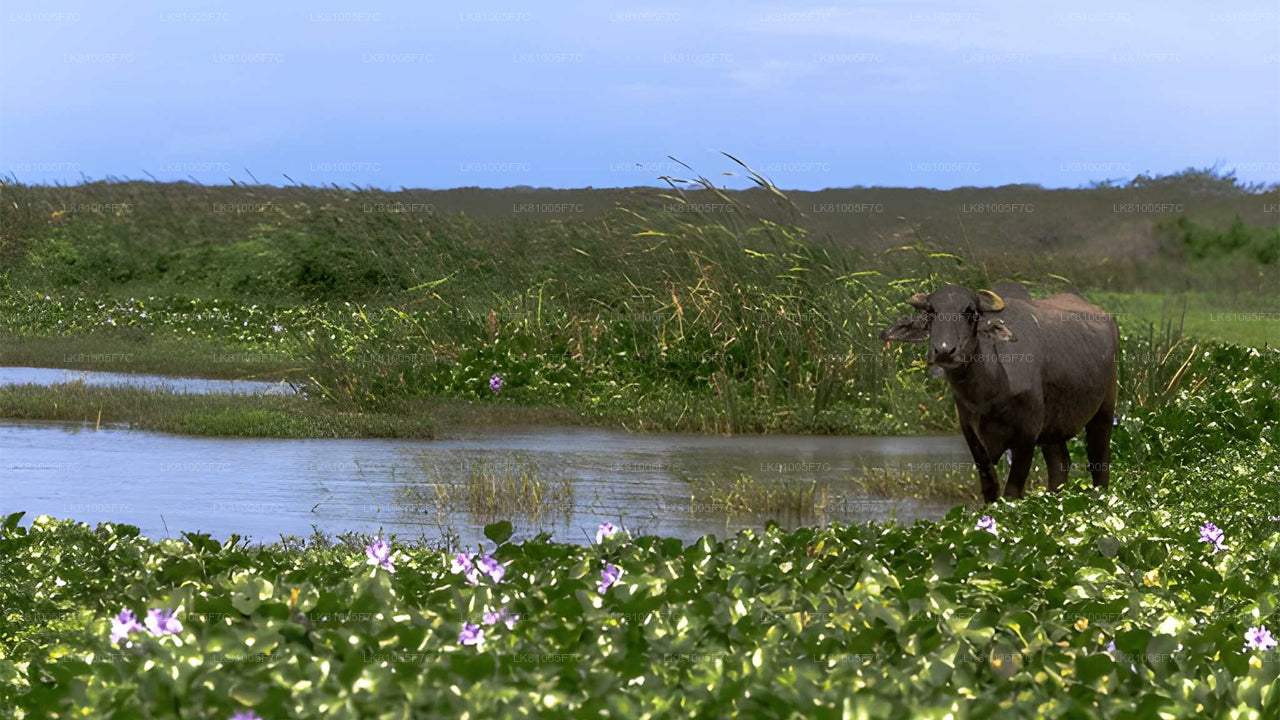 Bundala nationalparksafari från Hambantota hamn