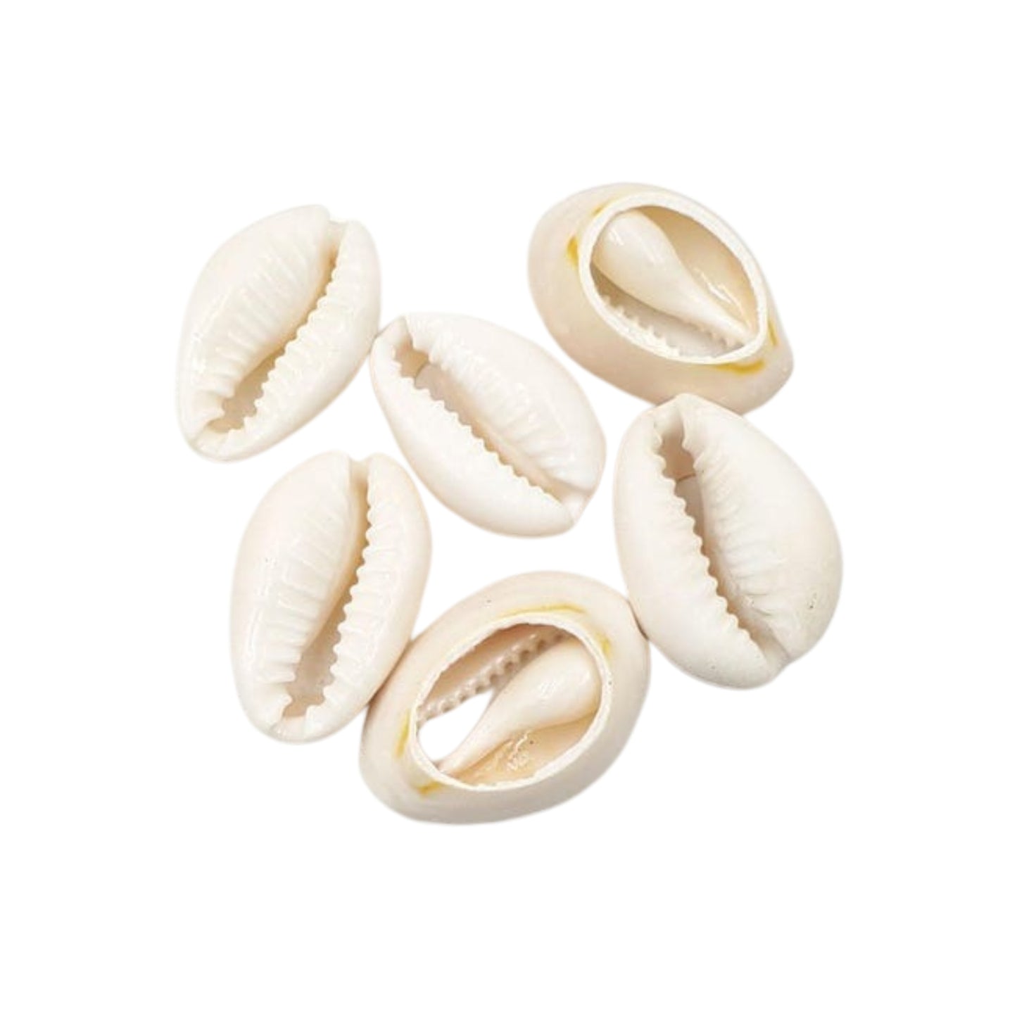 Lakpura® Sea Cowrie Shells