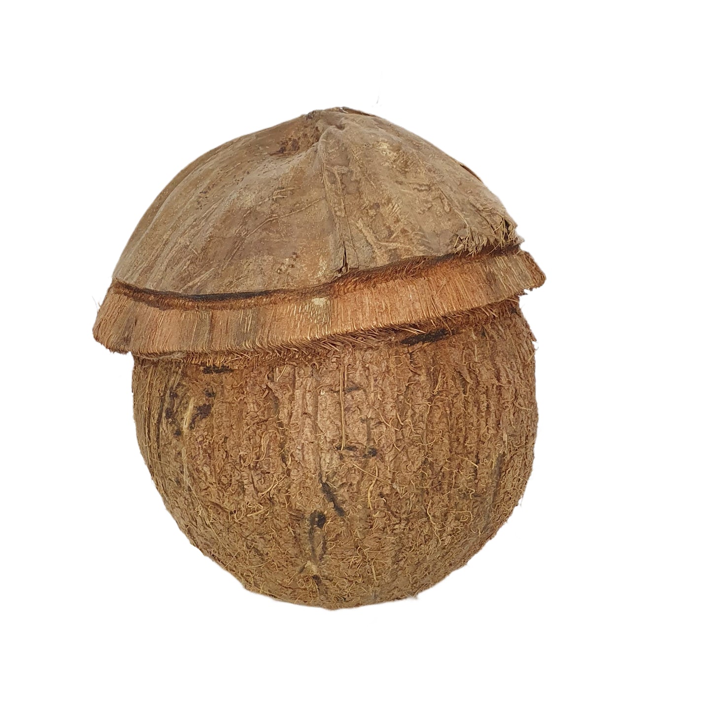 Bivenro Natural Coconut Bird Nest With Husk Cap Design (Free Size)