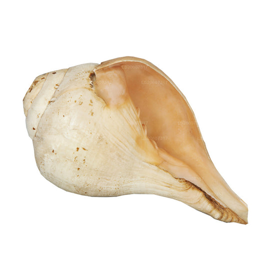 Lakpura Sri Lankas Hakgediya