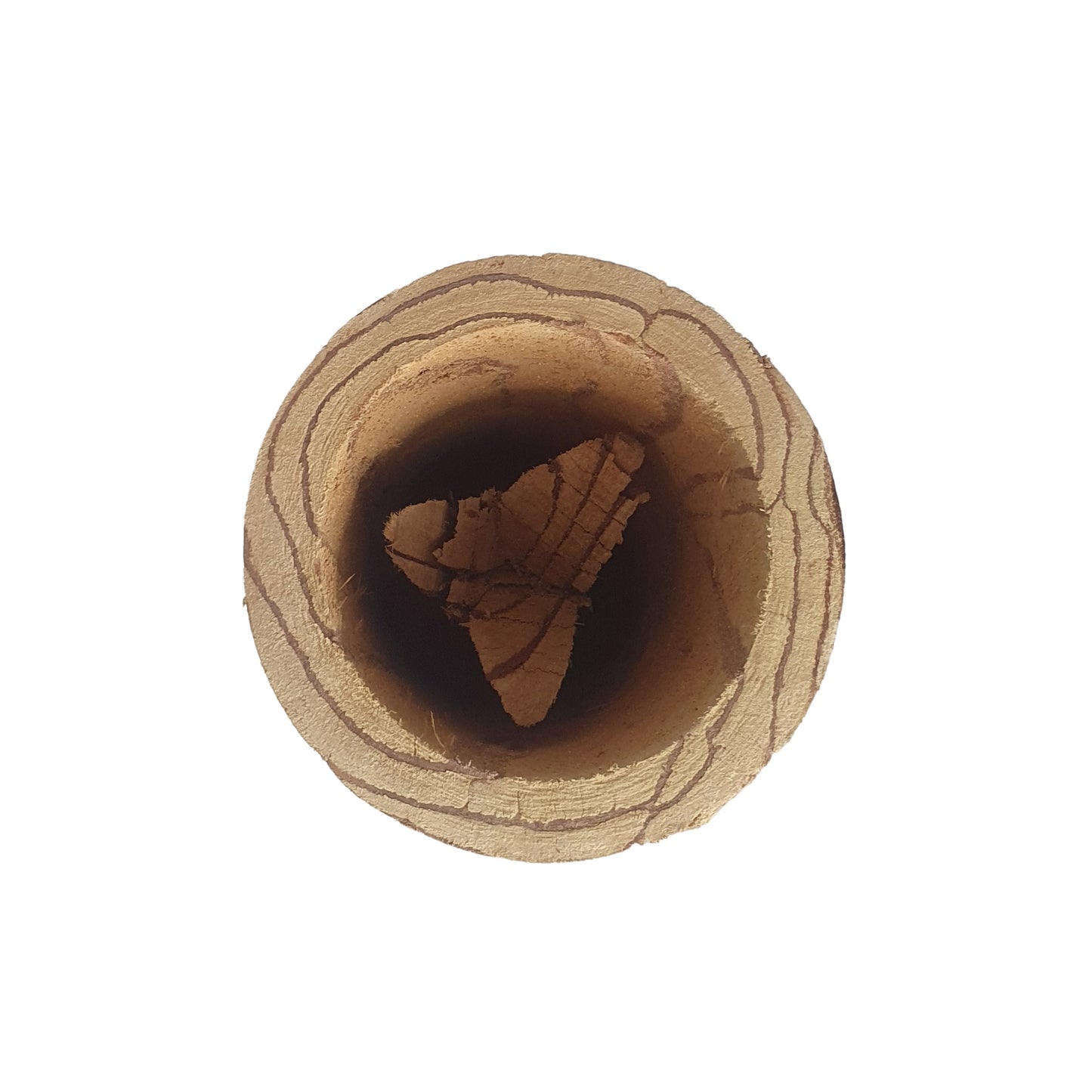 Lakpura® Kothala Himbutu (Salacia reticulata) Mugg