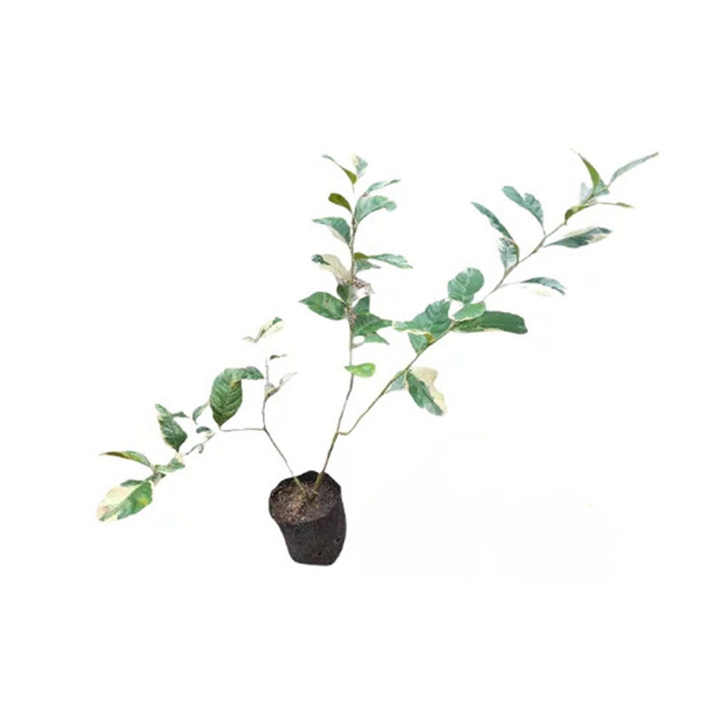 Lakpura Variagated Lemon (Pink Lemon) Layered Plant