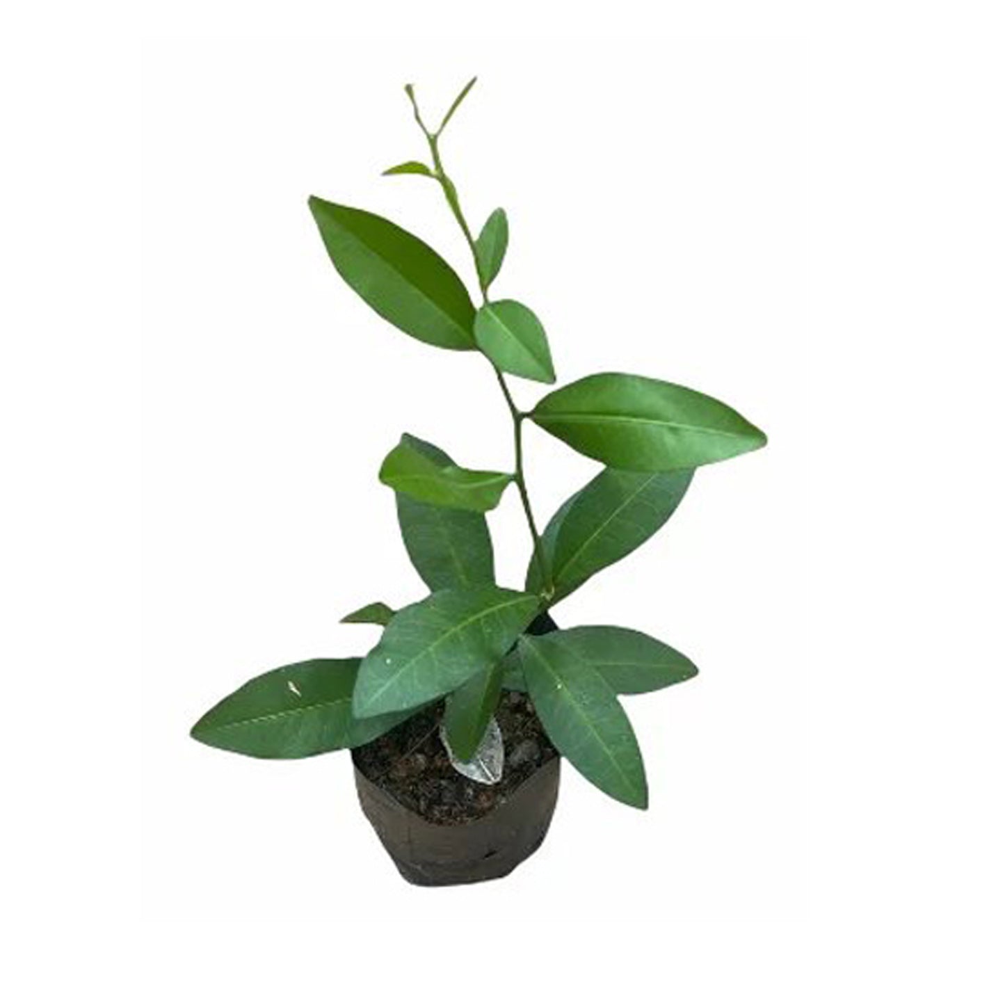 Yaki Naran () Medicinska Växter