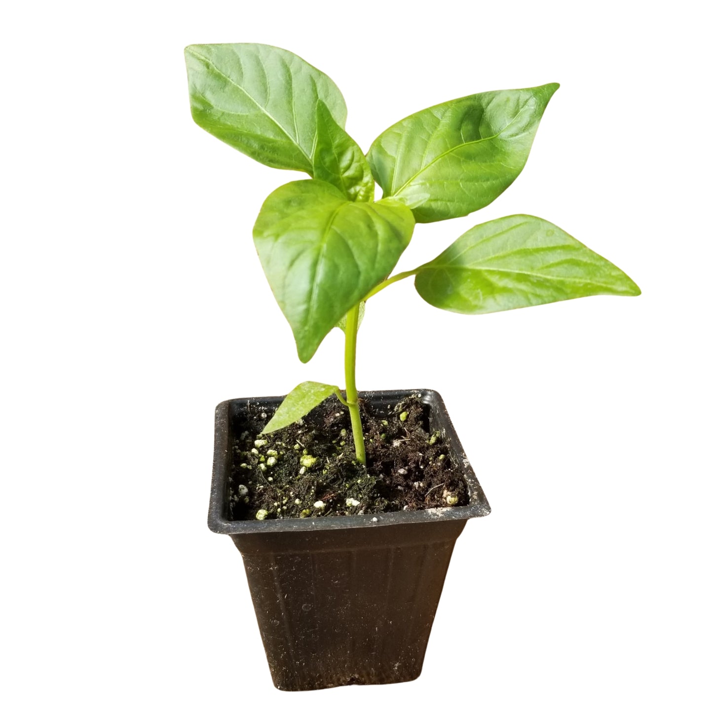 Lakpura® Scotch Bonnet Plant