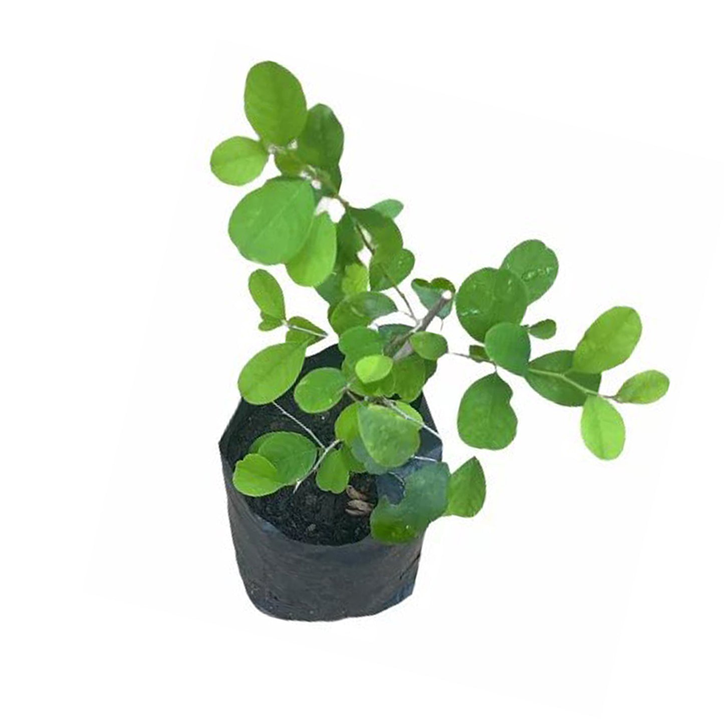 Katupila () Medicinska Växter