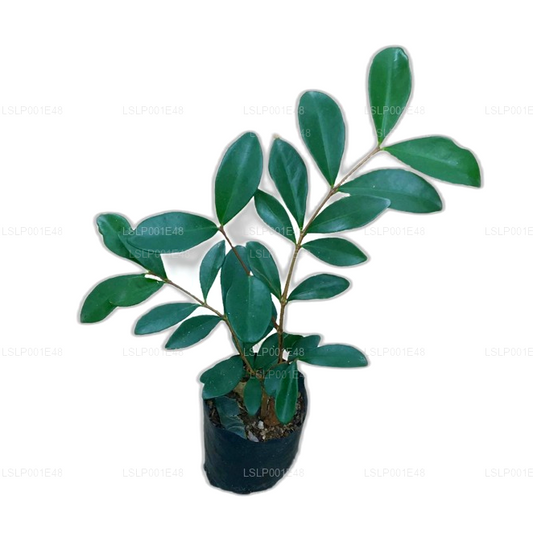 Lakpura® Australian Beach Cherry Plant