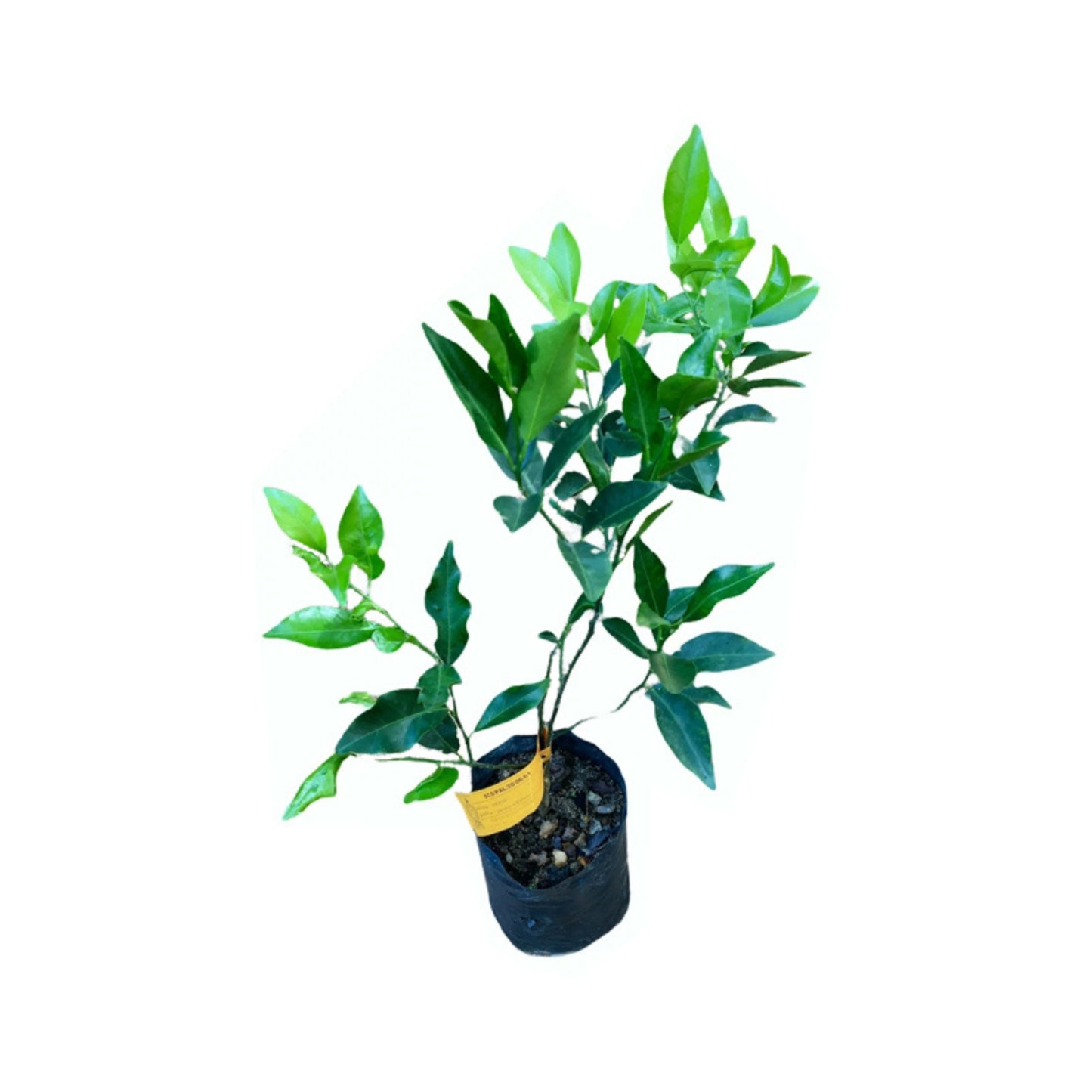 Lakpura® Rahangala Jamanaran Plant