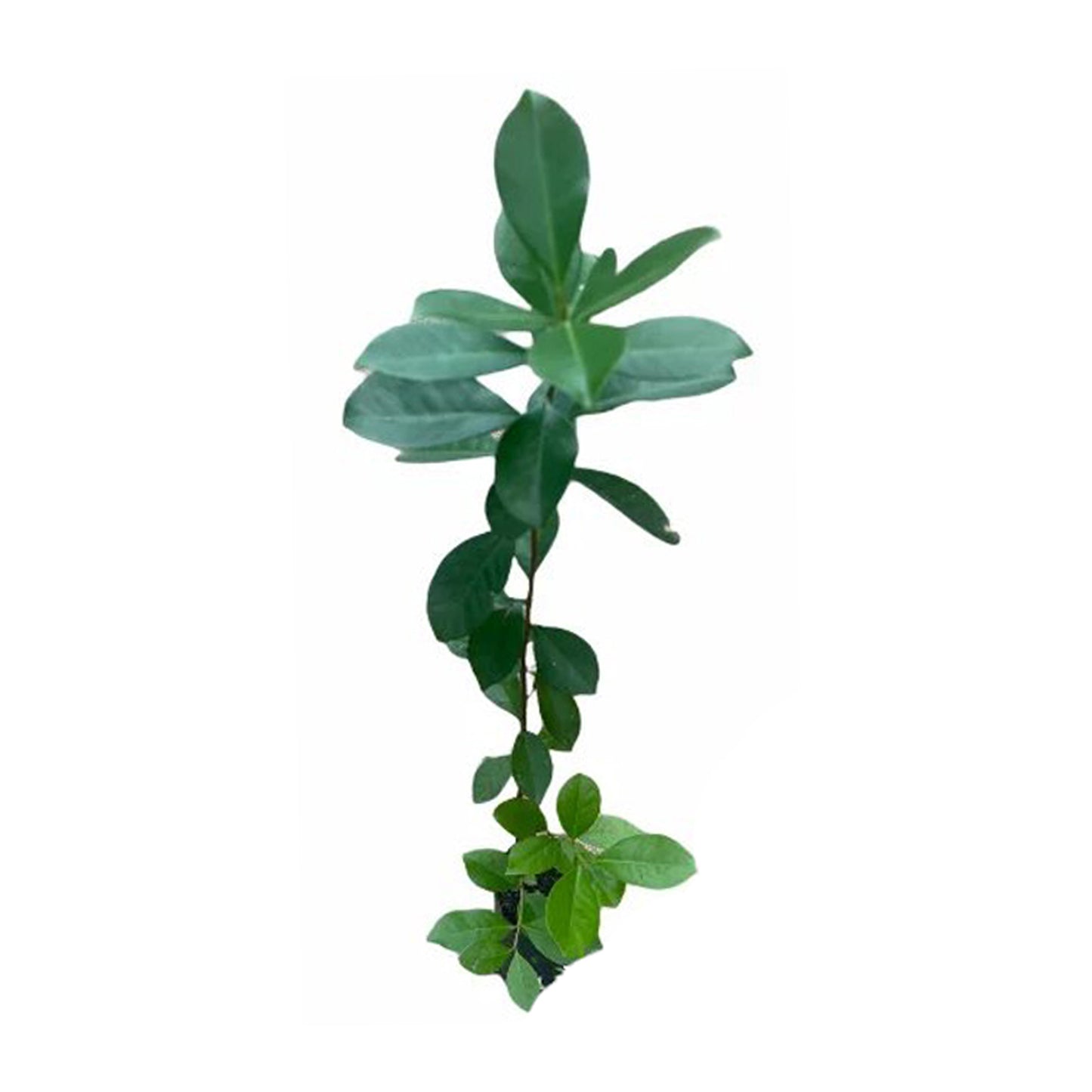 Lakpura röd kinesisk guava fruktväxt