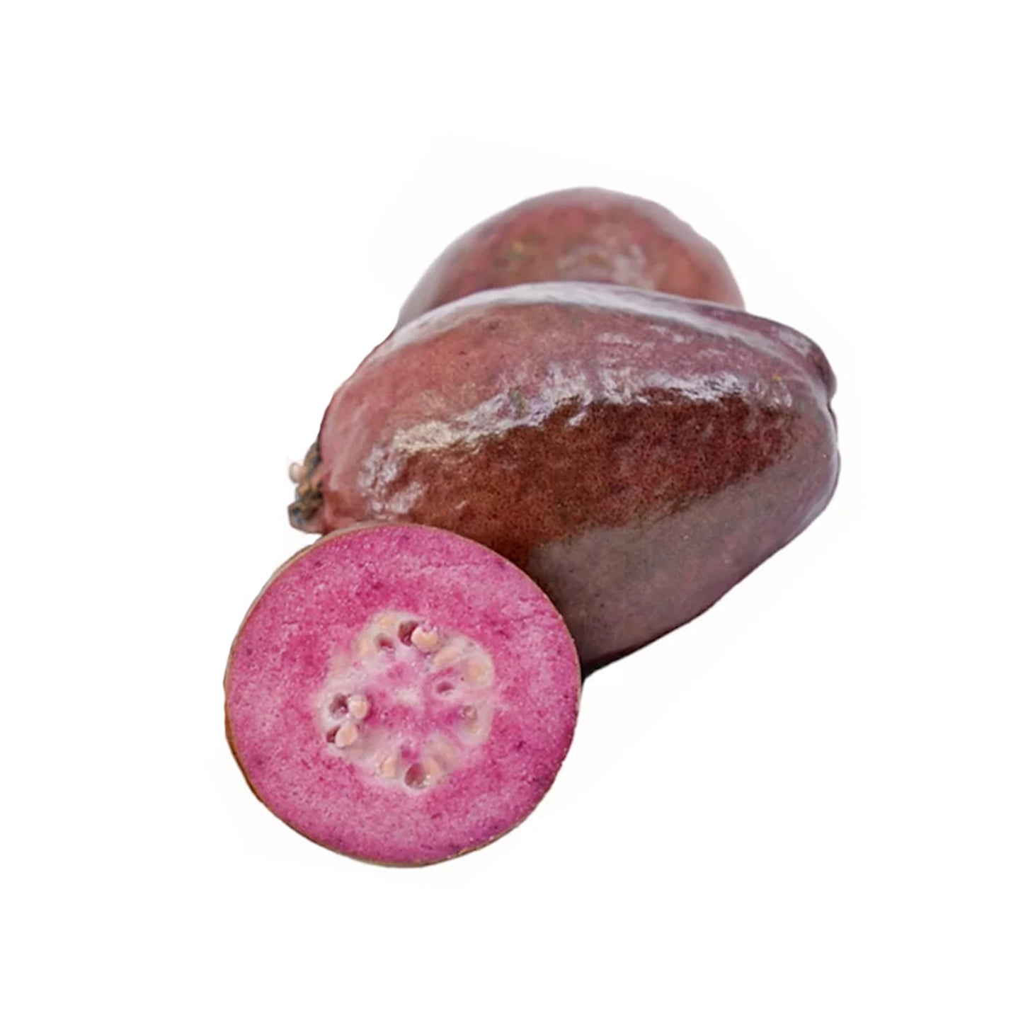 Lakpura lila guava fruktväxt