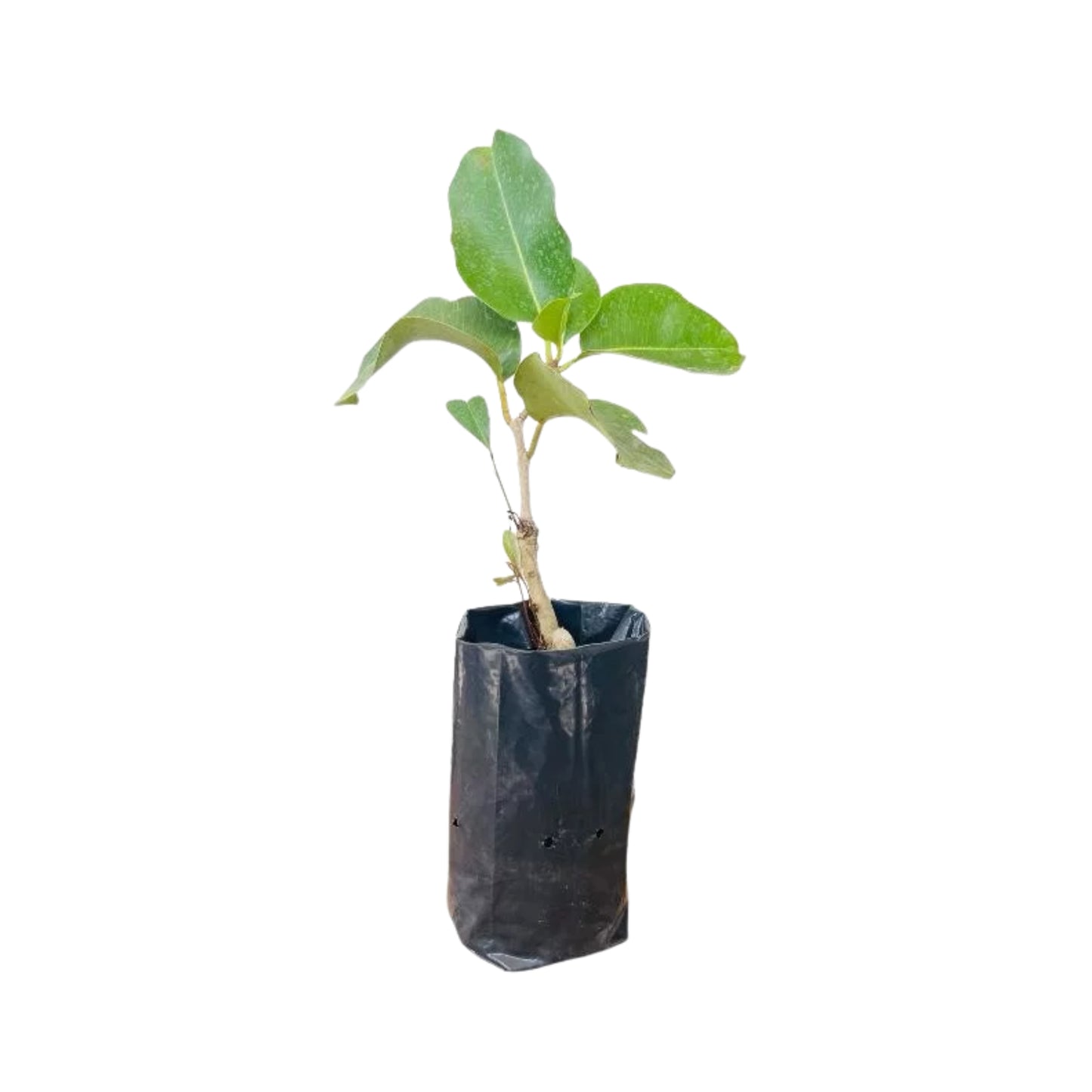 Lakpura® Thai Madan Grafted Plant