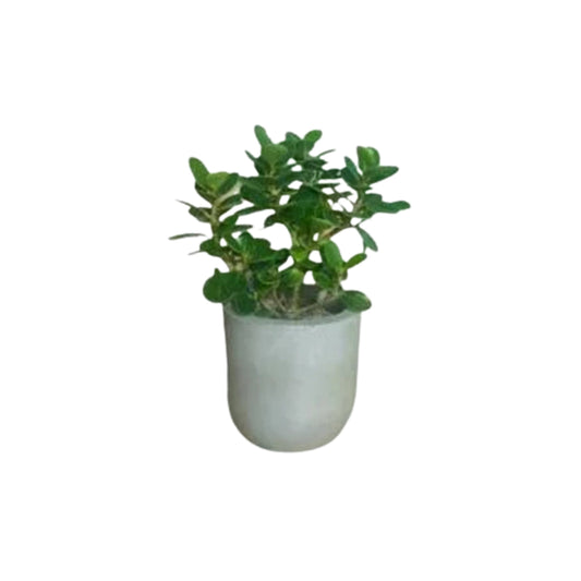 Lakpura® Ficus Bonsai Plant
