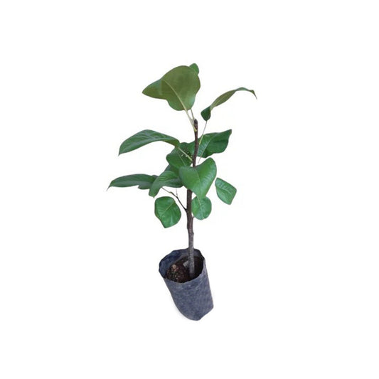 Lakpura® Rahangala Pears Grafted Plant