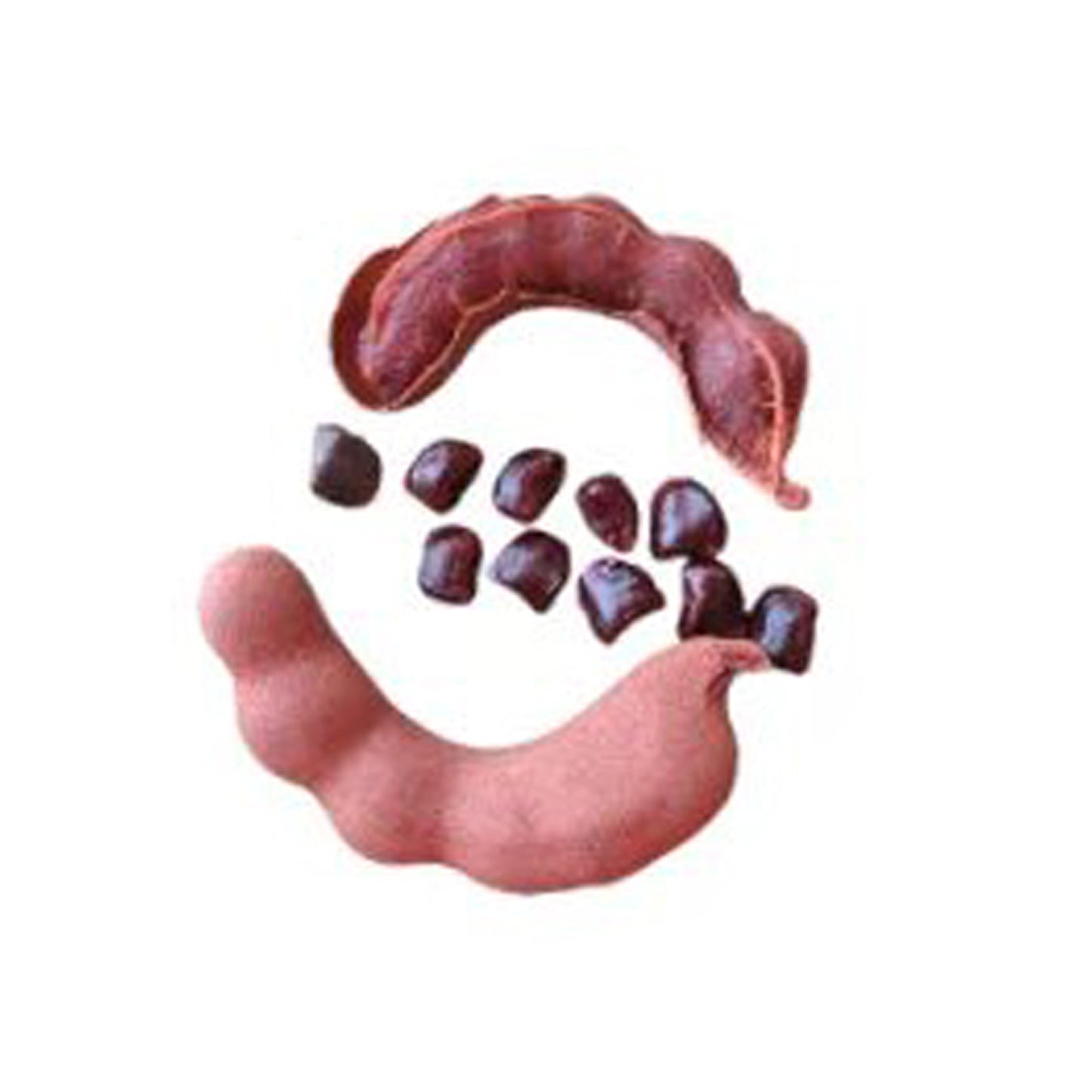 Lakpura söt tamarind fruktväxt