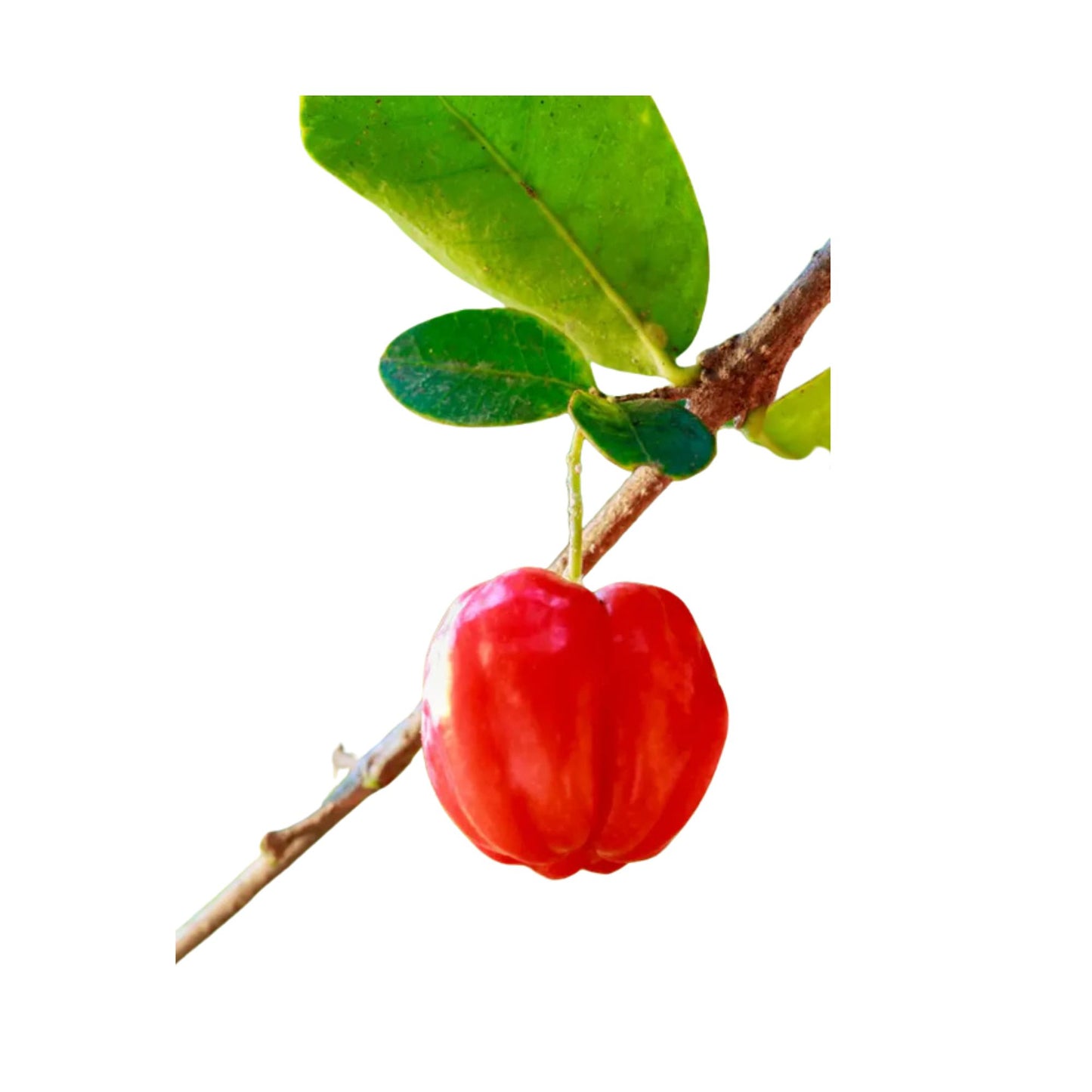 Lakpura Barbados Cherry Plant