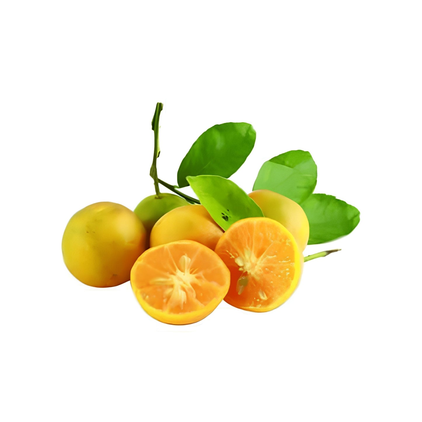Lakpura® Heen Naran Grafted Plant