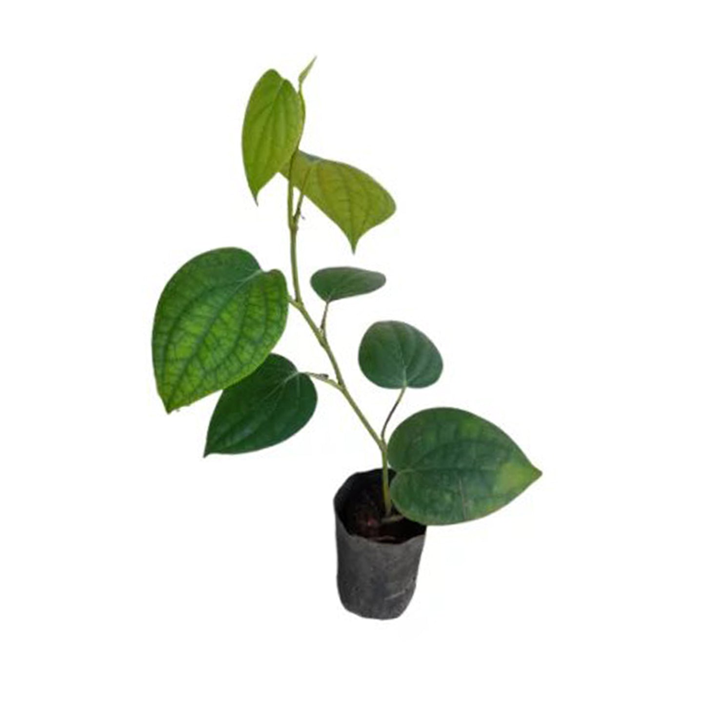 Lakpura® Vinpeppar (Wel Gammiris) Växter