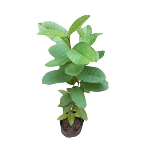 Lakpura vitt äpple Guava fruktväxt